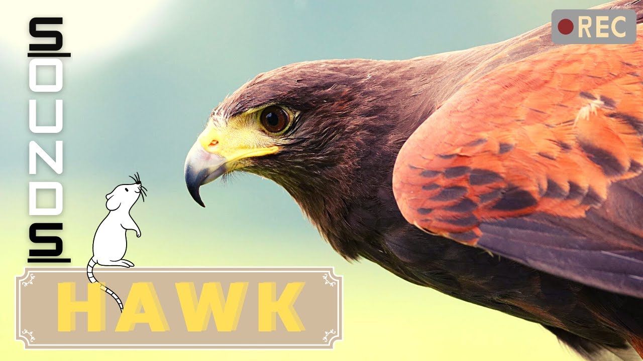 Hawk Play Real: Revolutionizing Online Gaming